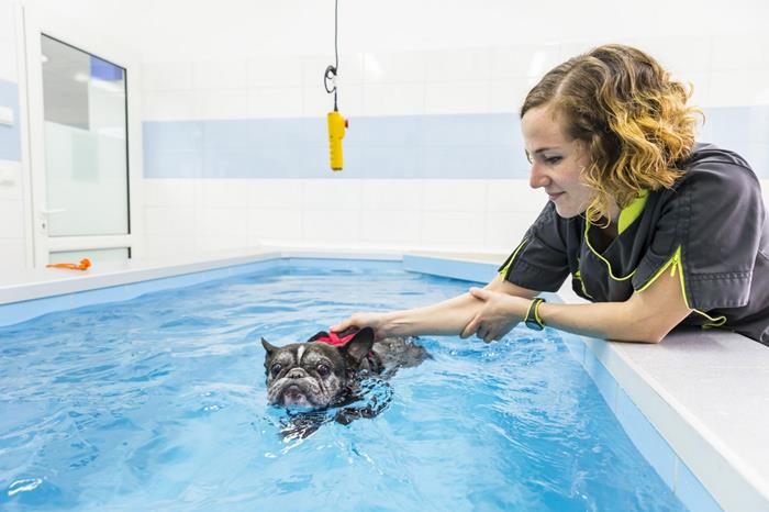 hydrothérapie d'un bouledogue à Valence